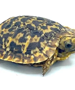 Baby Pancake Tortoise