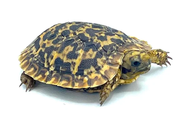 Baby Pancake Tortoise