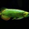 Green Arowana