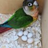 Conure Parrots Eggs