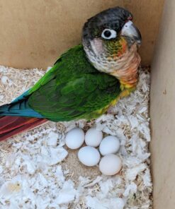 Conure Parrots Eggs