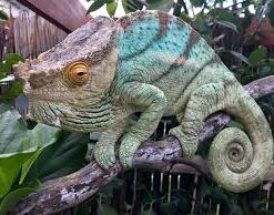 Parson Chameleon