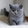 british shorthair cat