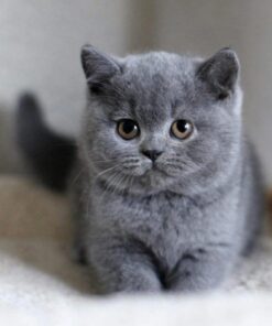 british shorthair cat