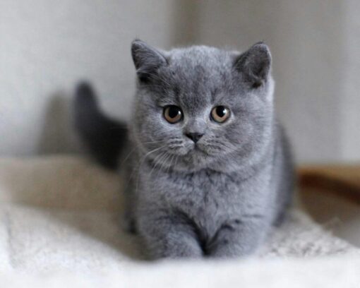 british shorthair cat