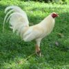 White Kelso GameFowl For Sale