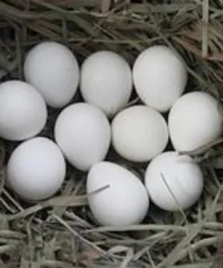 White Heckle Eggs for Sale