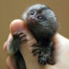 marmoset monkeys