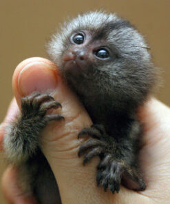 marmoset monkeys