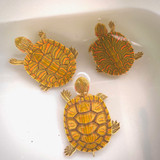 Pastel Red Ear Slider Turtle