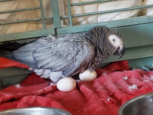 African Grey Parrot Eggs