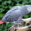 African Grey Parrots