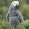 African Grey Parrots