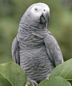 African Grey Parrots