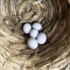 Amazon Parrot Eggs