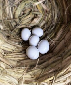 Amazon Parrot Eggs