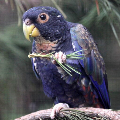 Bronze Winged Pionus