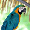 Blue and gold Macaw