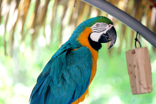 Blue and gold Macaw