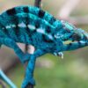 Nosy Be Panther Chameleon