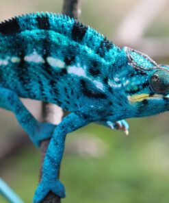 Nosy Be Panther Chameleon