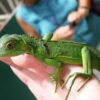 Green Iguanas