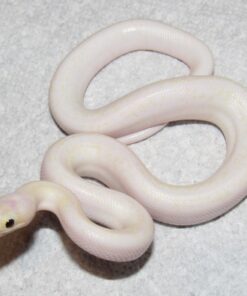 Blue Eyed Leucistic Colombian Rainbow Boa