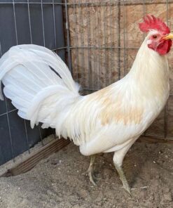 White Claret Rooster