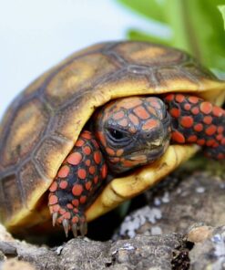 Redfoot Tortoise