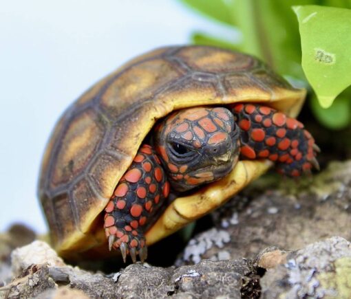 Redfoot Tortoise