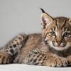 Bobcat kittens