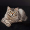 American Bobtail cat