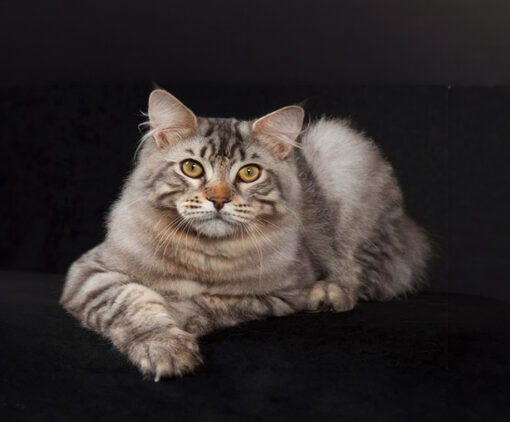 American Bobtail cat