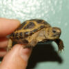 Baby Russian Tortoise