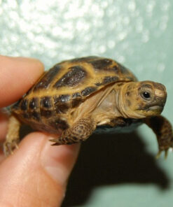 Baby Russian Tortoise