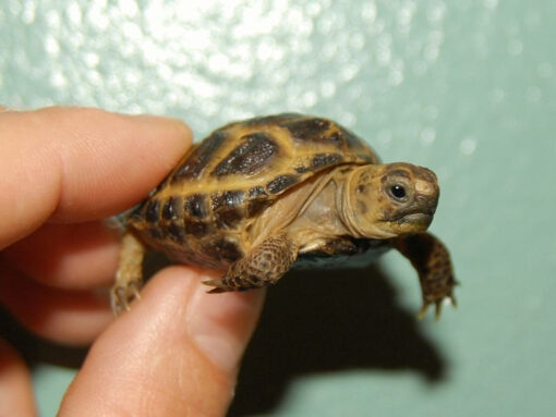 Baby Russian Tortoise