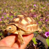 Sulcata Tortoise