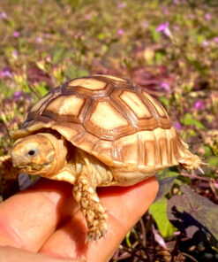 Sulcata Tortoise