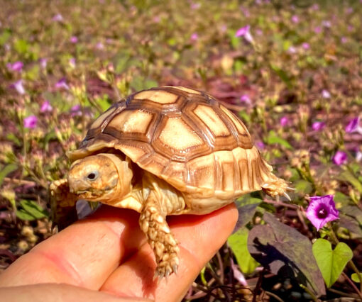 Sulcata Tortoise