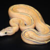 Puma Ball Python