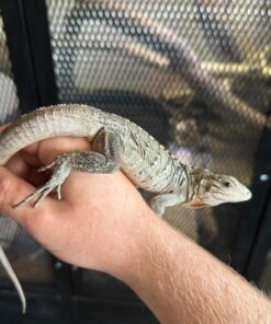 Cayman Brac Iguana