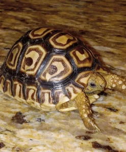 leopard tortoise for sale