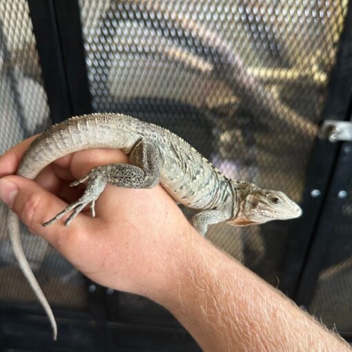 Cayman Brac Iguana