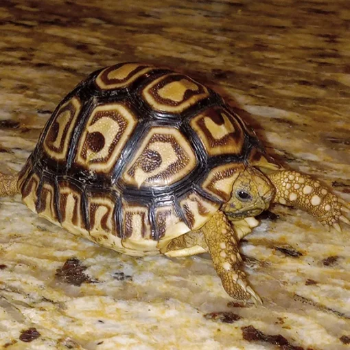 leopard tortoise for sale