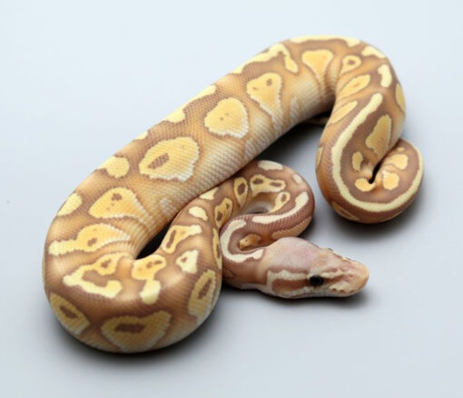 Banana ball pythons