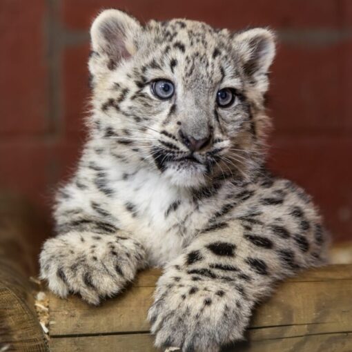 Snow Leopard Cub