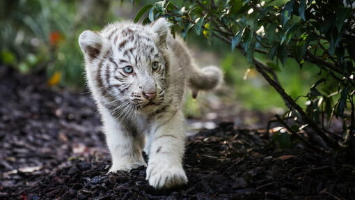 White Tiger Cubs