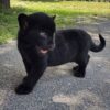 Black Panther Cub