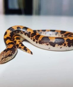 Kenyan Sand Boa