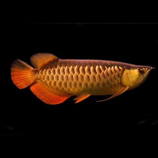 Red Tail Golden Arowana